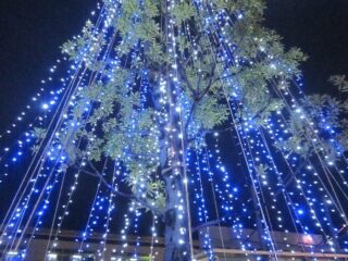 もう一月も終わりです。