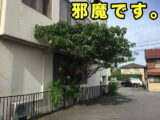 邪魔な植栽の撤去工事
