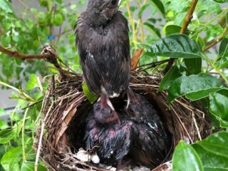 ヒヨドリ その後8