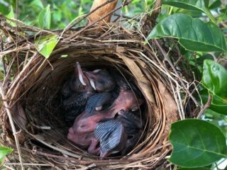 ヒヨドリ　その後7