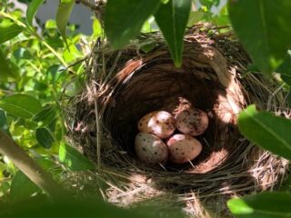 ヒヨドリ　その後2