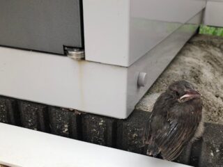 ヒヨドリ　最後