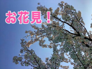 お花見してきました。