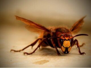 スズメバチの駆除