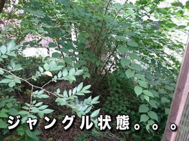庭の草刈り、植栽伐採