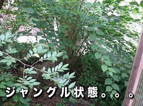 庭の草刈り、植栽伐採 <span style="color:#aaa; font-size:0.6em;">【彦根市 便利屋・何でも屋】</span>